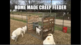 Raising Baby Goats On A Creep Feeder