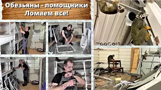 Обезьяны - помощники. Ломаем все! Caution ⚠  Professionals work ❗  Engl subs