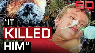 Deadly threat of Bat Lyssavirus | 60 Minutes Australia