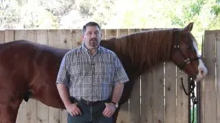 Harmony Supplement for Horses by Mark DePaolo, DVM