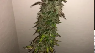 Sour Strawberry Kush Harvest