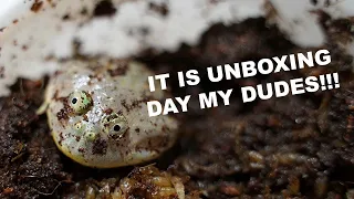 Unboxing my new WEDNESDAY FROG!! - [Budgett's Frog from Jam Jam Exotic]