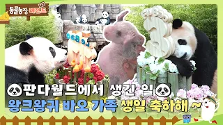 [#TV동물농장] 동생바오들이 태어난 후 바오가족에게 생긴 변화🐼 / EP.1134 #TV동물농장 #AnimalFarm #SBSsotry