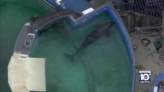 New owners of Miami Seaquarium agree to send orca Lolita home