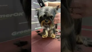 How To Groom A Yorkie | Dog Transformation