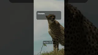 Interesting Facts About Cheetahs #19 #shorts