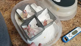 Hand feeding baby cockatiels