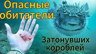 Опасные обитатели затонувших короблей ч1. Dangerous fish of ships!