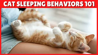 What Does It Mean When My Cat Sleeps On Me? 🙀😻 TOP 5 REASONS