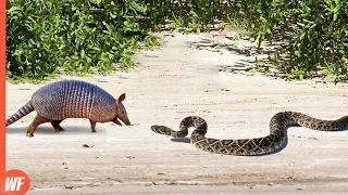 Look What Happened When This Snake Attacked Armadillo