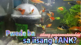 PWEDE BANG PAGSAMA -SAMAHIN ANG GUPPIES, MOLLIES, TIGER FISH, DANIOS, AT JANITOR FISH SA ISANG TANK?