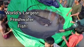 🤯Worlds Largest Fresh Water Fish!🎣