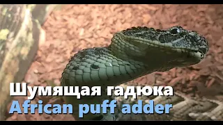 Шумящая гадюка. Московский зоопарк.  African puff adder (Bitis arietans). Moscow Zoo.