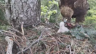 Cuibul Acvilei de munte nr. 1 (Aquila chrysaetos) 17.05.2024 17:32