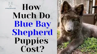 How Much Do Blue Bay Shepherd  Puppies Cost?#dog #germanshepherd #shorts #bluebayshepherd