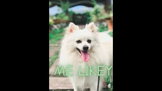 Pomeranian Puppy Getting Haircut! Cuteset Pom!