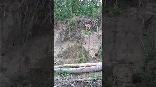 Deer on bluff bank of river #deer #whitetaildeer