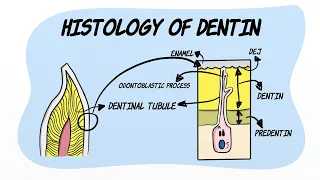 Histology of Dentin