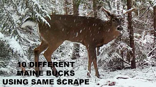 DEER SCRAPING, SEVERAL MAINE BUCKS, DEER DURING THE RUT