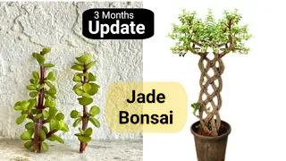 How make jade plant bonsai grill 3 months update | How grow jade from jade | cuttings kese lagaye