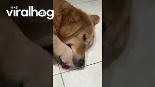Golden Dog Sucks Paw While Sleeping || ViralHog