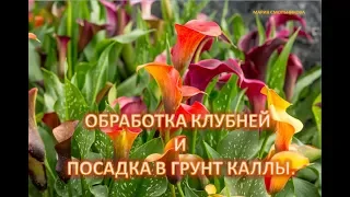 Обработка и посадка каллы.