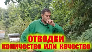 Я отказался от поздних отводков пчел осенью, в пользу сильных семей в зиму. Весенние отводки  луче