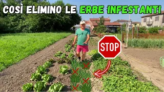 Come ELIMINO LE ERBE INFESTANTI dall'ORTO!