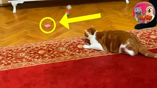 My funny cats playing with fishing rod | YUFUS