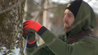 Tree Size and Yields - Keys to High Maple Sap Yields