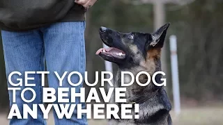 How to Get Your Dog to BEHAVE ANYWHERE! - Training Environments