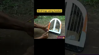 Easy Bird trap using basket _ Unique parrot trap #shorts #ytshorts #short