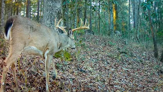 Deer Trail in Alabama (Trail Cam 2023-2024)