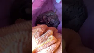 Sugar glider cuteness! Its bath time!