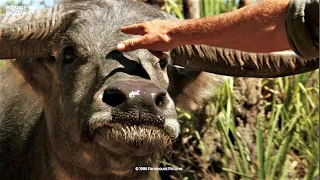 Crocodile Dundee: How to subdue a water buffalo