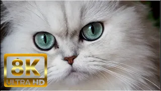 8K cute cats #cat #8k #4k #cute