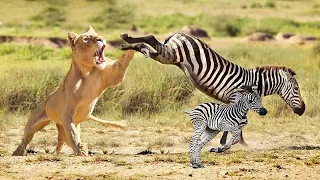 Mother Zebra Attacks Lion To Save Baby But Fail