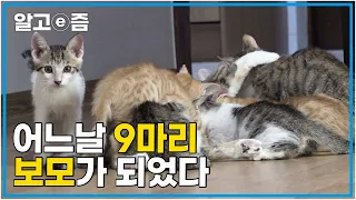 “한 마리 구조했더니 새끼 고양이 9마리가 추가로 생겼어요…!” 한순간 모든 일상이 아기 고양이들에게 맞춰져버린 보모로 간택당한 집사│고양이를 부탁해│알고e즘