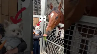 A Chihuahua meets A Horse