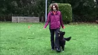 Obedience with a Flatcoated Retriever