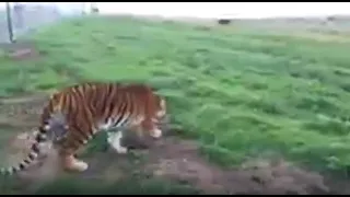 Max and Stripes' first steps at the ADI Wildlife Sanctuary