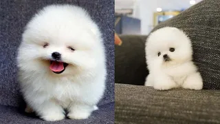 Mini Pomeranian - Funny and Cute Pomeranian Videos - Funny Puppy Videos 2021