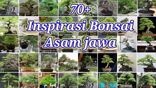 70+ Inspirasi bonsai Asam Jawa,tamarind bonsai