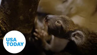 Adorable baby koala sees the world for the first time | USA TODAY