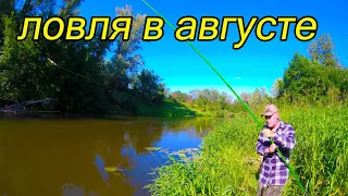 Жор красноперки и плотвы в августе.