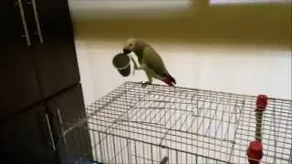 Funny Parrot Trolled  Funny animals  HD