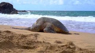 The Most Beautiful Relaxing Music To Relieve Fatigue! Just listen to the ocean's cradle