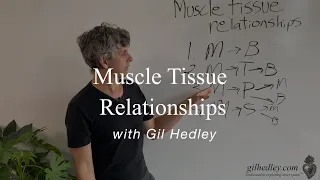 Muscle Tissue Relationships (Part 2): Learn Integral Anatomy with Gil Hedley