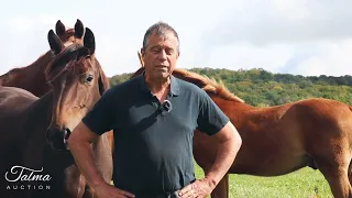 "Nos lignées maternelles", Michel GUIOT - Haras de Talma