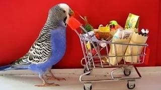 Funny parrots!Прикольные попугайчики!